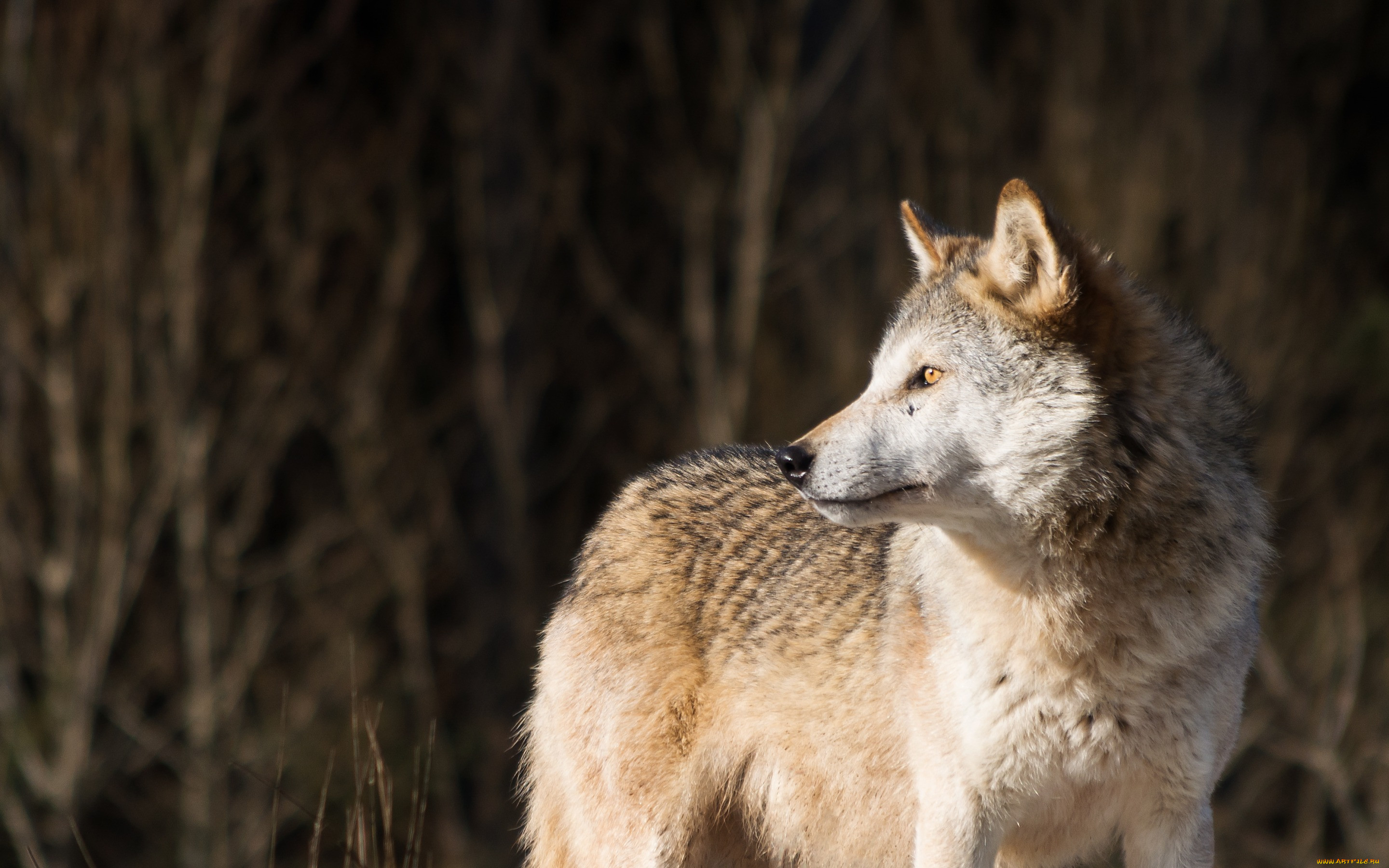 , ,  ,  , , wolf, , 